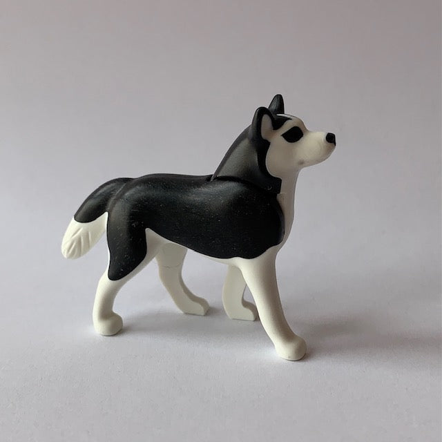 Perro husky